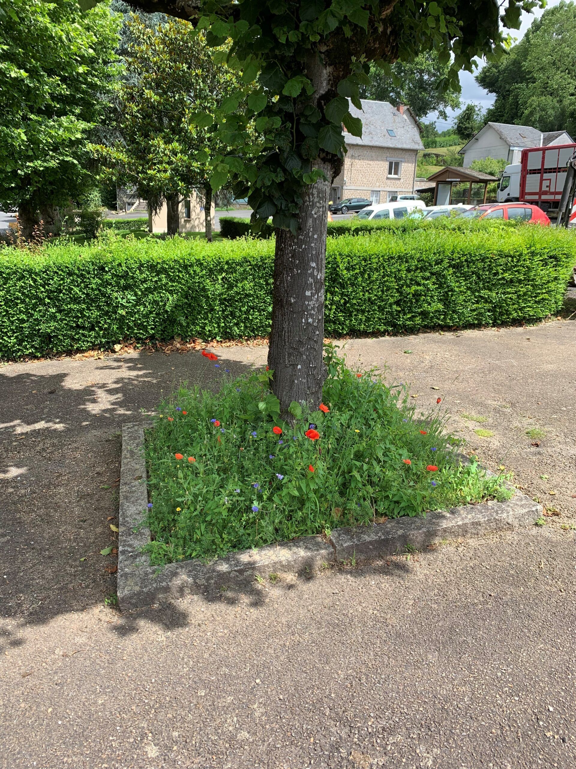 photo fleurs au pied arbre